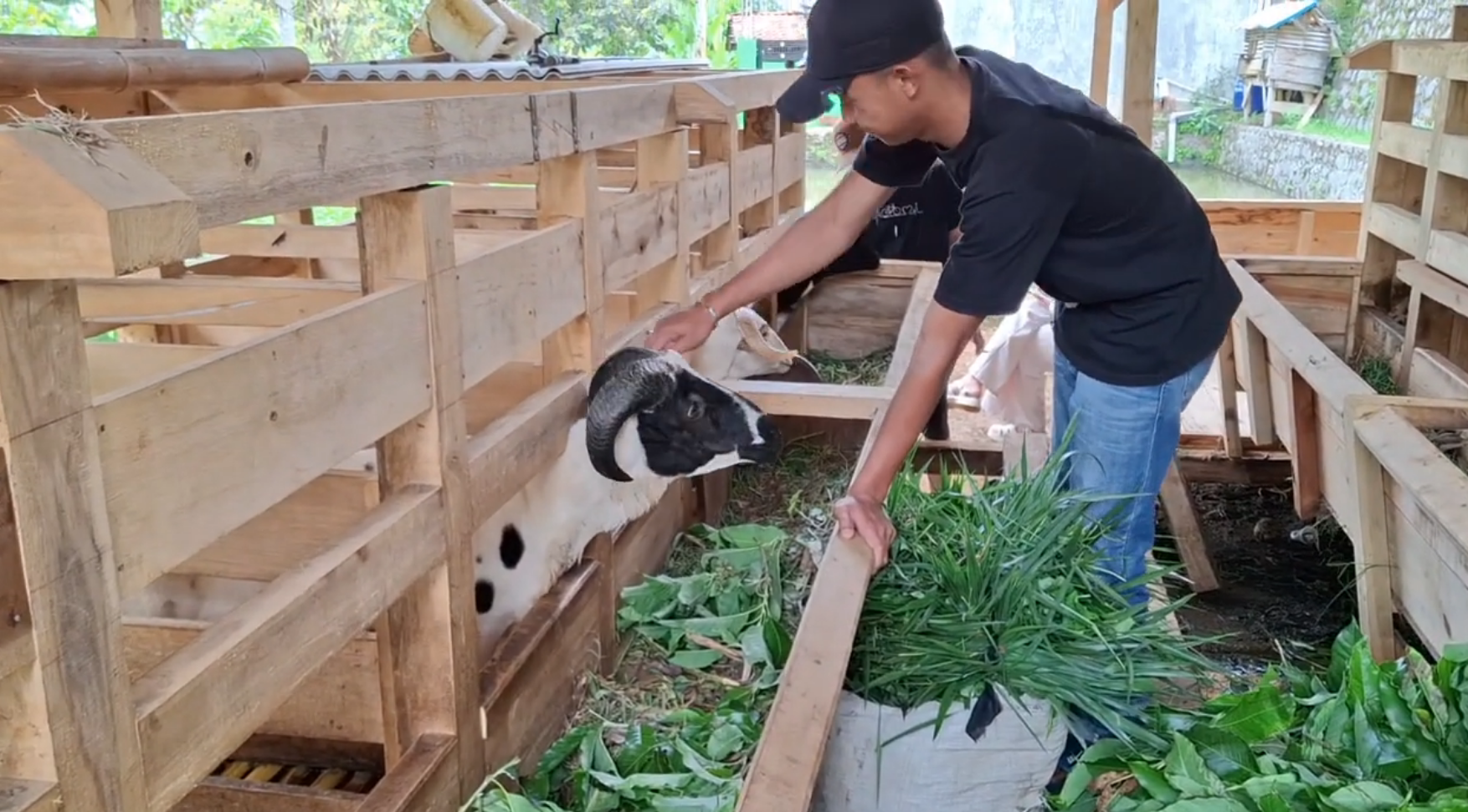 Meraih Sukses Tanpa Gengsi: Kisah Alan, Warga Belajar PKBM yang Membangun Mimpi dari Kandang Kambing